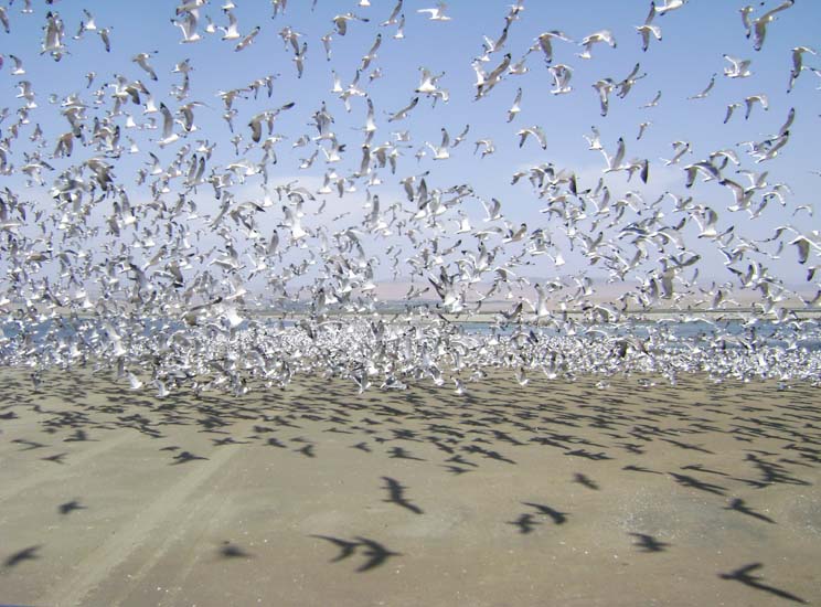 Albufera de Paraíso